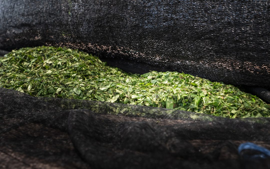 Vai faltar matcha? A verdade por trás da escassez do chá verde