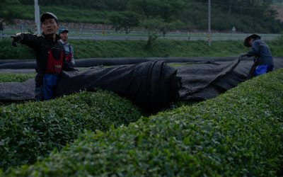 Por que o matcha precisa de sombreamento no cultivo?